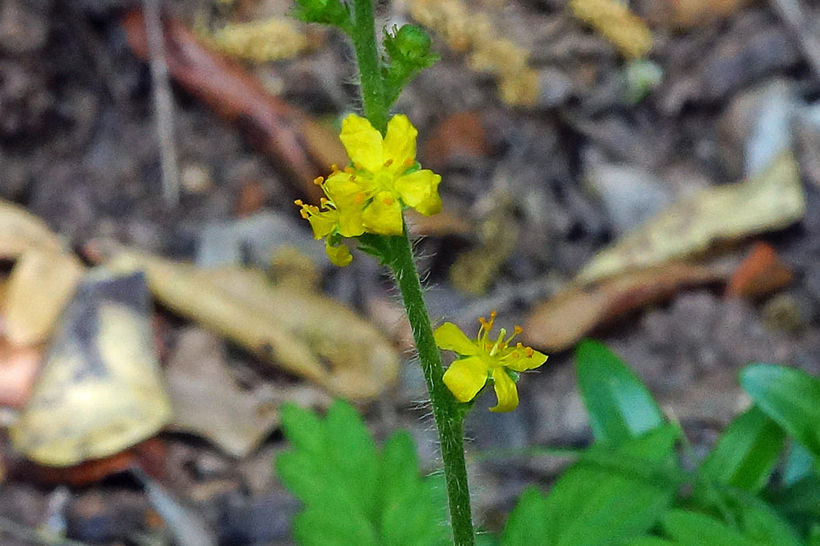 Agrimonia eupatoria